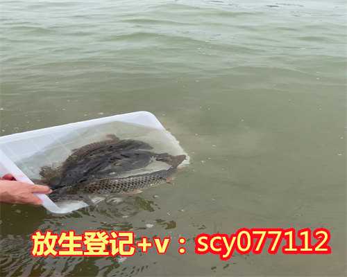 腊月放生功德湛江，三明中华红鲤鱼放生在哪里比较好呢【为什么放生的时候想