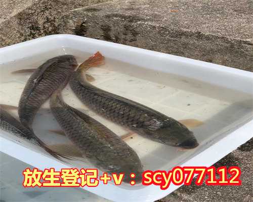 惠州放生仪规，惠州市河花鲤鱼放生地点在哪里，惠州大惠州公园适合放生乌龟