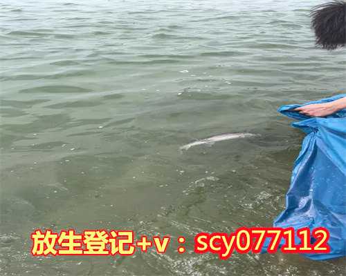 放生现场捞鱼，永靖县首次发现巨型娃娃鱼已被放生