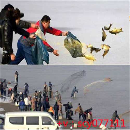郑州,大青鱼为什么要放生,乌龟放生到江里可以吗