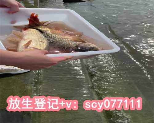 上海乌龟 放生,上海放生鱼的地方在哪,鲫鱼适合在哪里放生