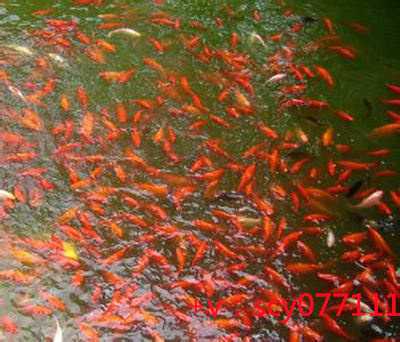 南京放生的鱼哪里买，什么季节放生最好